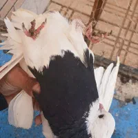 کفتر خوشکل خوش استایل|پرنده|کرمان, |دیوار