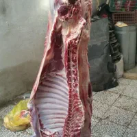 گوسفند زنده، ذبح،صاب در محل