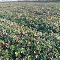 نهال توت فرنگی سابرینا|گل و گیاه طبیعی|خان ببین, |دیوار