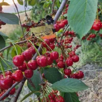 پیشفروش نهال آلبالو مجارستان|خدمات باغبانی و درختکاری|گرمادوز, |دیوار