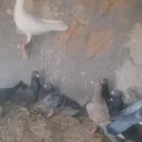 کفتر پرشی|پرنده|شیروان (خراسان), |دیوار