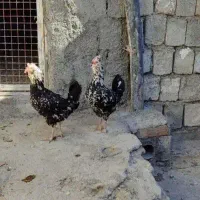 مرغ گلین و خروس ژاپنی