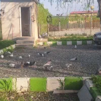 فروش کبوتر