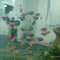 ماهی کالر ویدو