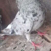 کبوتر