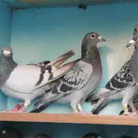 مسافتی|پرنده|مشگین شهر, |دیوار