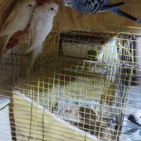 ۱۵۰۰تومان|پرنده|بندرعباس, |دیوار