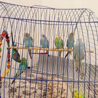 مرغ عشق