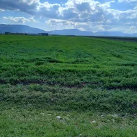 فروش،شیش،هزارمتر زمین کشاورزی