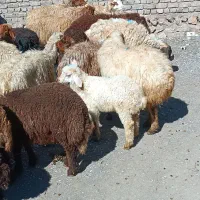 باسلام فروش میش بره