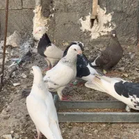 ۶ عدد کبوتر درجه یک