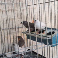 یک جفت فنچ  با ۳ تا جوجه هاشون