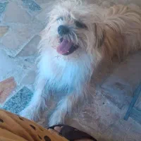 سگ شیتزو یکساله