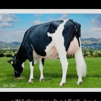 شیرمحلی دوغ ماست  بطری اب نان خشک