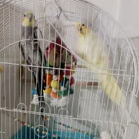 جفت عروس طوطی|پرنده|محمدیه-قزوین, |دیوار