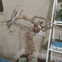 کنده رز