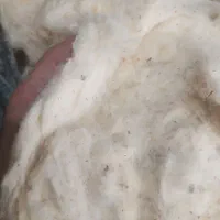 فروش پنبه طبیعی|رختخواب، بالش، پتو|بیرجند, |دیوار