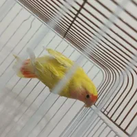 طوطی برزیلی