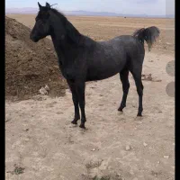 اسب وتجهیزات