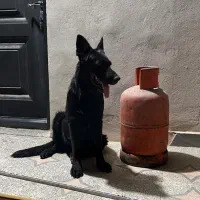 سگ ژرمن بلک‌ماده شیب دار اصل