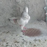 کفترتهرانی|پرنده|پاکدشت, حصار امیر|دیوار