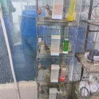 سهره بخوان|پرنده|گلستان (تهران), |دیوار