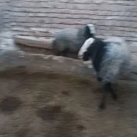 فروش بره نر برا پرواربندی