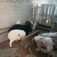 میش بر بز کره چپش|حیوانات مزرعه|یزد, |دیوار