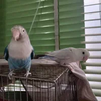 جفت کوتوله بالغ دستی|پرنده|شهرضا, |دیوار