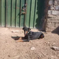 سگ دوبر من امریکایی