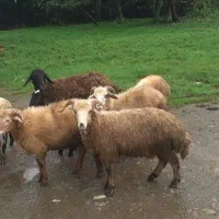 گوسفند بره نر|حیوانات مزرعه|صومعهسرا, |دیوار