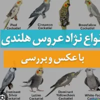 عروس هلندی پیدا شده