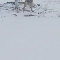 پاکوتا اشپتز|سگ|باسمنج, |دیوار