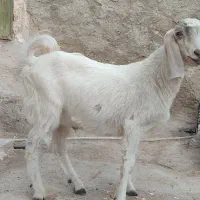 فروش کهره نر در خونه ای|حیوانات مزرعه|بیرم, |دیوار