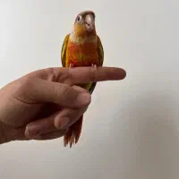 گرینچیک عروس هلندی برزیلی مرغ عشق