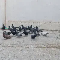 کبوتر بوشهری