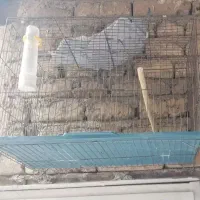 قفس پرنده