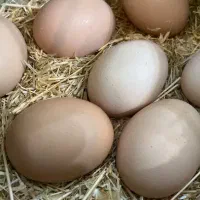 تخم مرغ محلی و تخم اردک اسراییلی