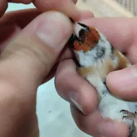 سهره کرواتی سیاه|پرنده|پارسآباد, |دیوار