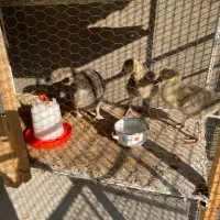 جوجه قو غاز