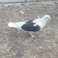 کبوتر سو قدیم