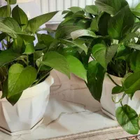 ۲عدد گل پتوس|گل و گیاه طبیعی|اصفهان, شهرک میلاد|دیوار