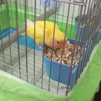 گمشده|حیوانات|اهواز, کیانشهر|دیوار