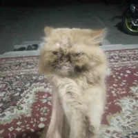 گربه گارفیلدی بازیگوش