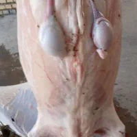 گوشت بره و کهره درجه یک