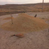 گندم صدرا درشت