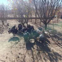 بوقلمون طبیعی نر|حیوانات مزرعه|اهر, |دیوار