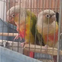 جفت گرینچیک آناناسی|پرنده|طبس, |دیوار