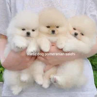 بهترینها اینجاست|سگ|شیراز, اصلاح‌نژاد|دیوار