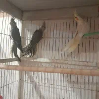 جوجه ی عروس هلندی ۵۰ روزه